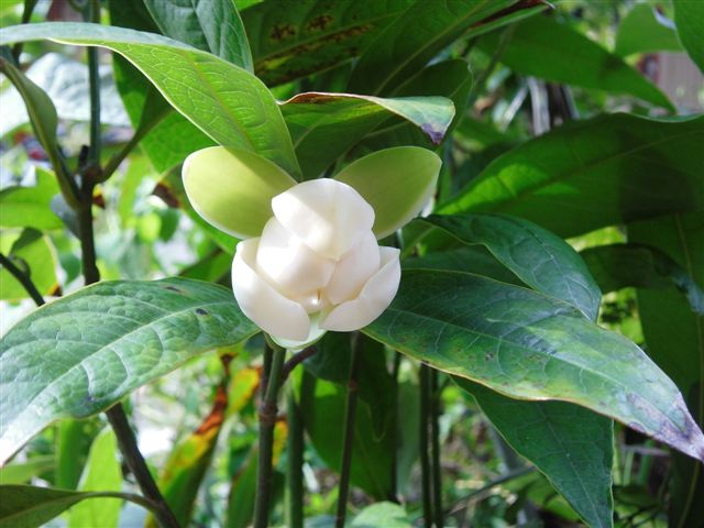 Budidaya Bunga Cempaka Magnolia Champacha Ajengekaprastiwi